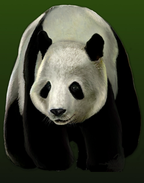 Untamed - Giant Panda