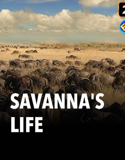 Savanna's Life