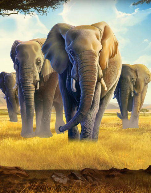 African Elephant
